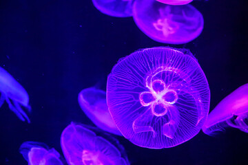 Obraz premium Jellyfish or jellies are softbodied, free-swimming aquatic animals