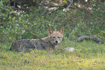 Golden jackal, common jackal - Canis aureus lying in grass with prey. Photo from Wilpattu National Park in Sri Lanka.