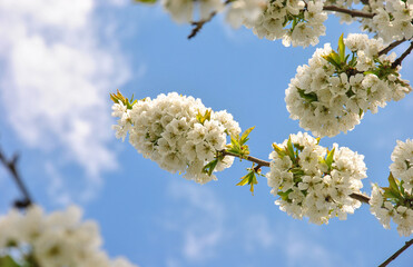 beautiful blooming cherry branch against the blue sky. spring mood concept
