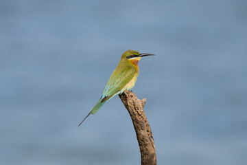 blue-tailed bee-eater - Merops philippinus perched with blue water in background. Photo from Wilpattu National Park in Sri Lanka.