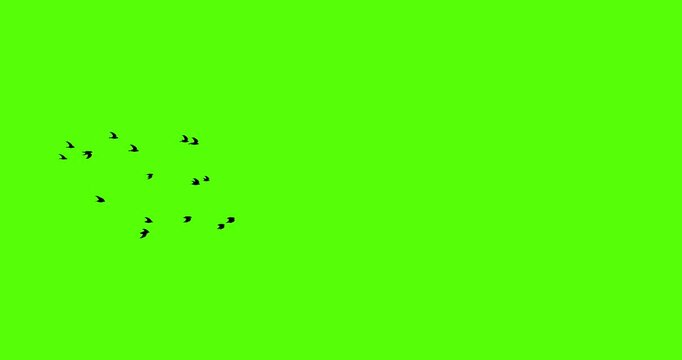 low poly black bird flying animation loop on green screen