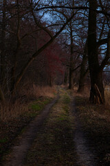 Road among trees, at dusk, Raszyn near Warsaw, Masovia, central Poland.