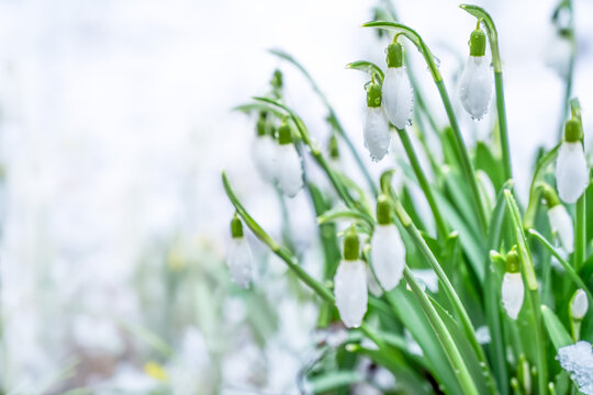 spring white flower snowdrop in snow close-up