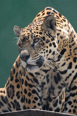 Onça perigo, Onça pintada, onça