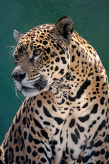 Onça perigo, Onça pintada, onça