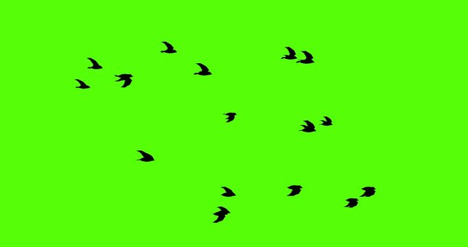 low poly black bird animation loop on green screen