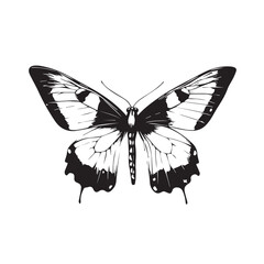 butterfly vector illustration