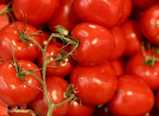 Fresh red tomatoes on a twig in containers put up for sale at a supermarket vegetable stand, demonstrates organic, vegetarian and healthy food. Close-up