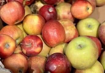 Box filled with fresh natural bio organic red green apples placed on counter in local food market