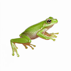 Obraz premium Green tree frog jumping on a white background
