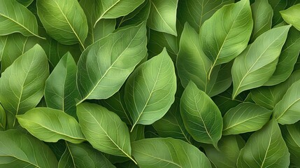 Fototapeta premium fresh green bay leaf isolated,cartoon illustration