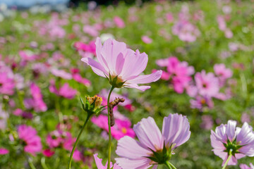 淡いピンクのコスモスが咲く秋の風景