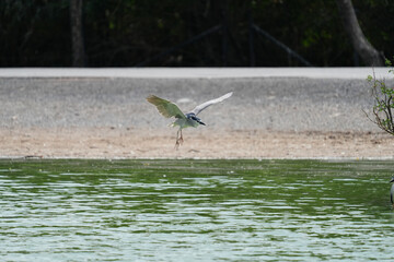 Fish-eating bird, living naturally in the Bangkok Open Zoo, Thailand.
