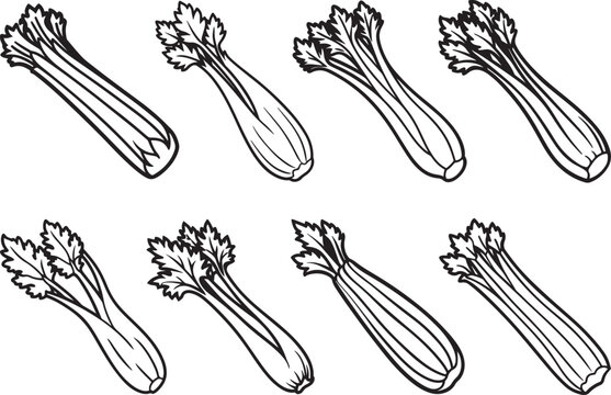set of celery vegetable line art, black outline, vector and illustration, coloring book page line art drawing