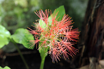 Macro image of a Blood flower bloom, Derbyshire England
