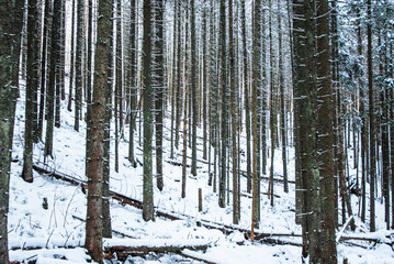 Fototapeta premium A view from the snowy path winding through the Kościeliska Valley, surrounded by trees blanketed in fresh snow. The serene winter scene invites a sense of quiet and untouched natural beauty.