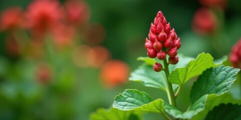 Obraz premium A vibrant close-up showcasing a single, unique red flower bud, encircled by lush green foliage and a soft-focus backdrop of similar blooms.