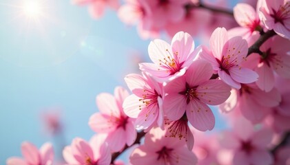 Obraz premium Pink cherry blossoms in full bloom, sunlit petals , flora, beautiful nature