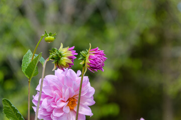 Obraz premium ダリアの開花とつぼみの成長