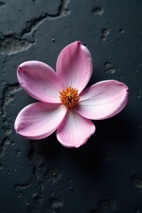 Single magnolia bloom on textured black stone , texture, flourish