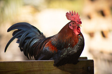 rooster in the farm © Javier