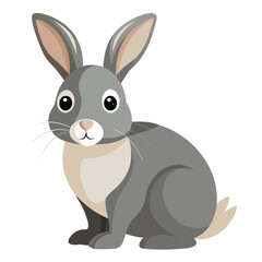 Rabbit white background 