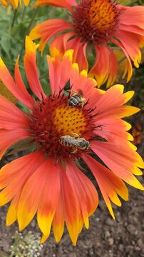 Deux abeilles entourent les &eacute;tamines d&rsquo;une belle fleur afin de collecter des grains de pollen.