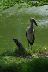 A white-throated eagle bird lives naturally in the Bangkok Open Zoo in Thailand.