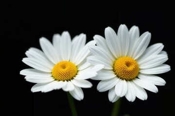 Two white daisies, close-up, black background, image, plant