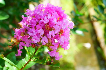 鮮やかなサルスベリの花