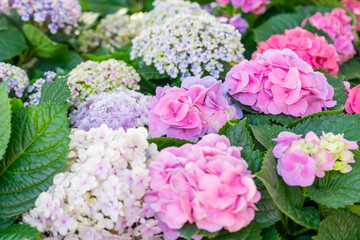 Blooming cultivar bigleaf hydrangea, Hydrangea macrophylla.