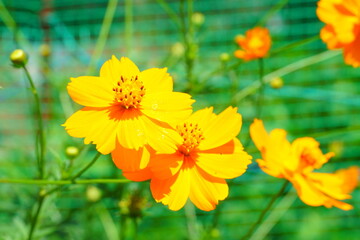 キバナコスモス