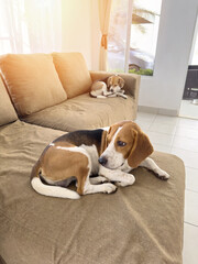 Comfortable beagle dogs