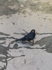 A blackbird (Turdus merula) stands on a textured, wet stone pavement with a leaf pattern. The bird...