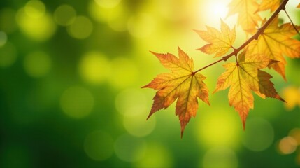 Fototapeta premium Golden Autumn Leaves Backlit by Sunshine on a Branch