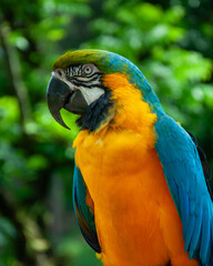Side close-up portrait of the great macaw of the species Ara ararauna with its vibrant colors in shades of green, yellow, blue, white and black
