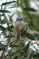 sparrow on a tree branch