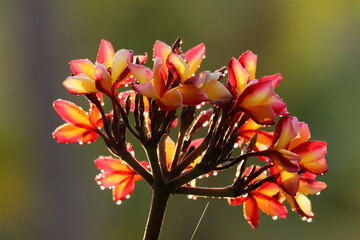 Magnolia champaca, or Champak, is renowned for its vibrant, fragrant flowers and cultural significance. Whether for its ornamental value, medicinal applications, or the captivating fragrance, it is ch