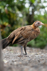 philippine native chicken in the farm