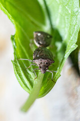 stink bug mating on a leaf close up macrophotography front view