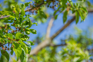 Green plum fruits ripen on a branch on a sunny day in spring close-up