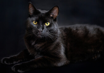 Fototapeta premium A close up of a watching black cat
