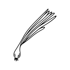 Doodle illustration of onion with leaves. Hand drawn garden vegetables for healthy menu