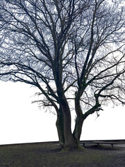 Silhouette of oak tree with bench for rest. 
