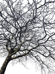 Sycamore tree. Platanus orientalis. Spotted plane tree trunk
