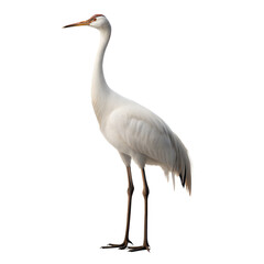 Crane AI Generated Image