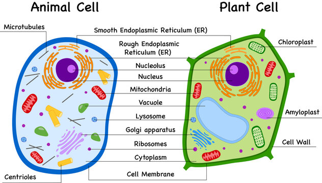 Plant Cell and  Animal Cell Structures Diagram Differences and Similarities 