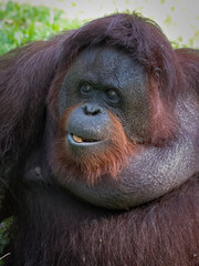 A close-up portrait of an bornean orangutan, showcasing its expressive face and reddish-brown fur, 02 march 2025 Indonesia
