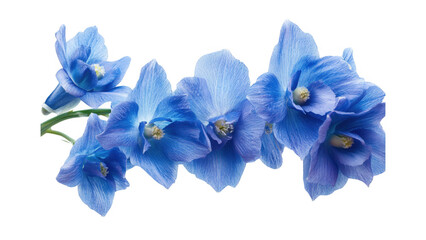 Blue Delphinium Flowers Bouquet