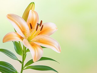 Beautiful orange lily flower in bloom against a soft green background